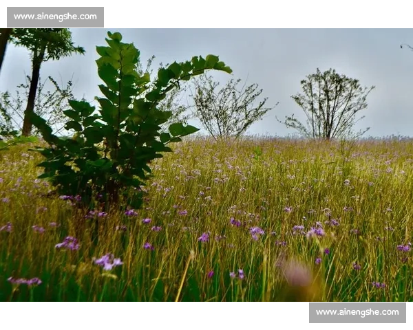 影像记忆:野马赛道 19.5 公里,定格花海前的骑行瞬间